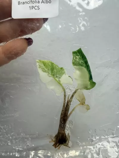 plant/RTC404 - Alocasia brancifolia Albo pink + free (train special!)-0-thumbnail