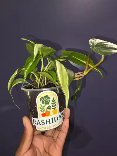 plant/Philodendron Hederaceum 'Silver Stripe'-1-thumbnail
