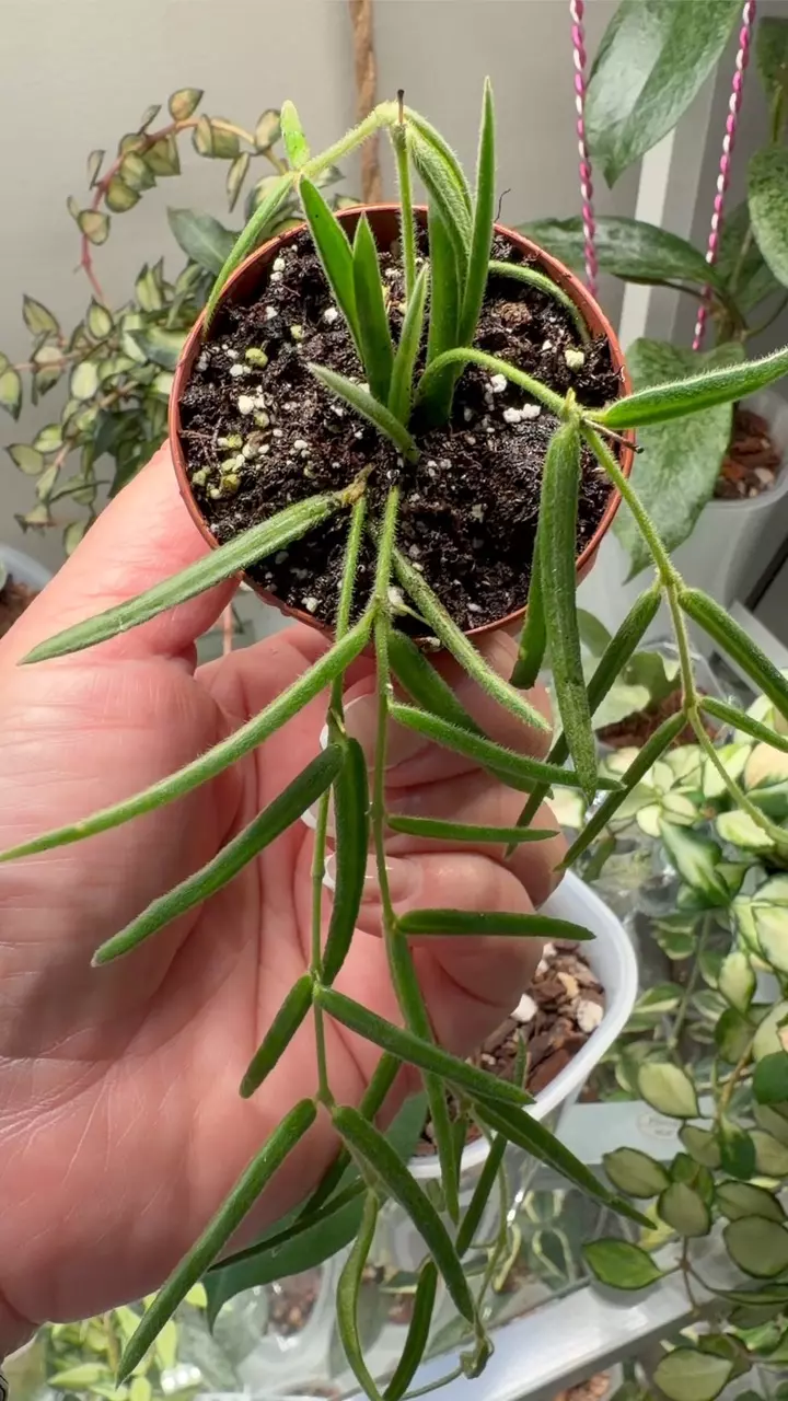plant/Hoya linearis Growers choice-1