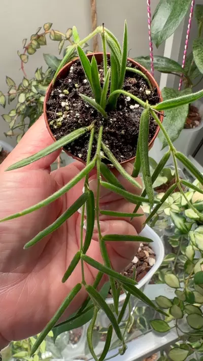 plant/Hoya linearis Growers choice-1-thumbnail