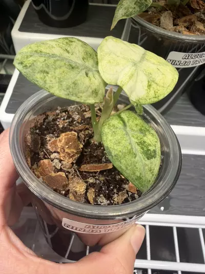 plant/Alocasia Ninja Tricolor Pup #1-2-thumbnail