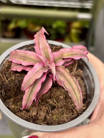 plant/Pink Star' Earth Star bromeliad, or Cryptanthus 'Pink Starlight'.-2-thumbnail