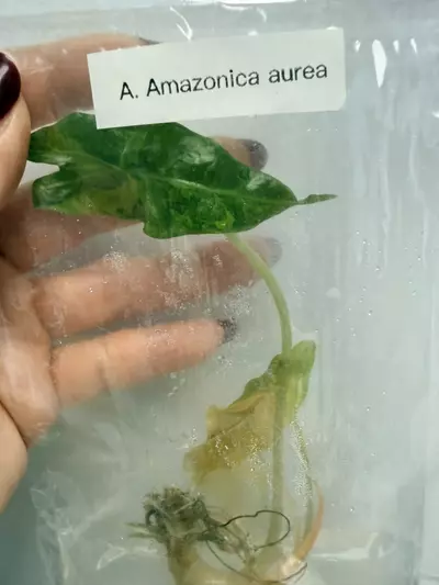 plant/RTC404 - Alocasia brancifolia Albo pink + free (train special!)-1-thumbnail