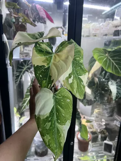 plant/Gloriousum Type 2-3-thumbnail