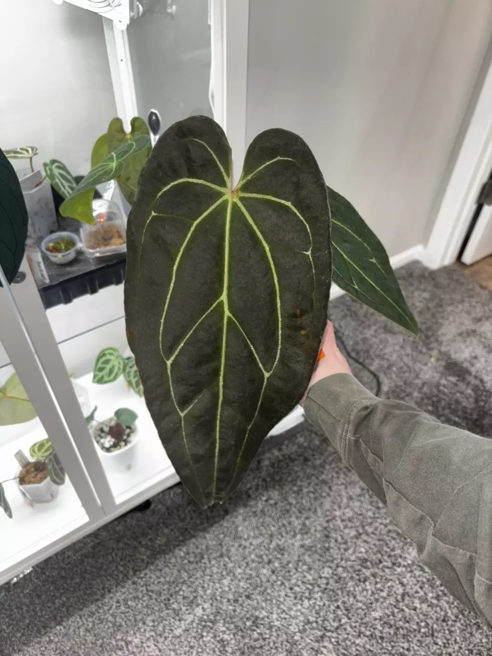 plant/Anthurium (Mag x doc block f2) wrn x ‹(papxmag) x (stripe x mag)} 'Big boy'-0