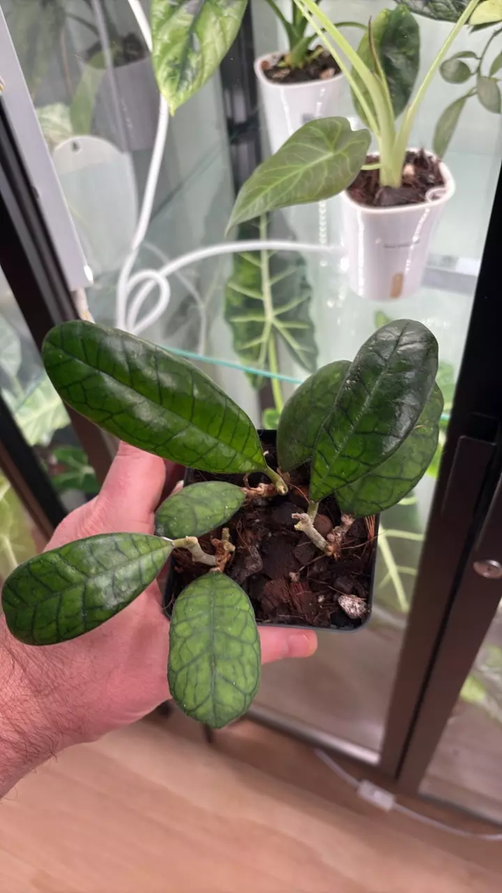 plant/Hoya Finlaysonii Round Leaf 1289-0