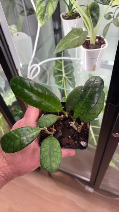 plant/Hoya Finlaysonii Round Leaf 1289-0-thumbnail