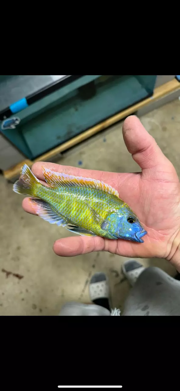 plant/Venustus 5”+(NOT EXACT FISH)-0