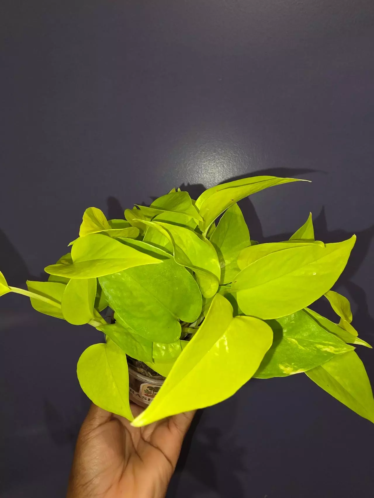plant/Epipremnum Pinnatum aurea 'Neon Pothos'-0