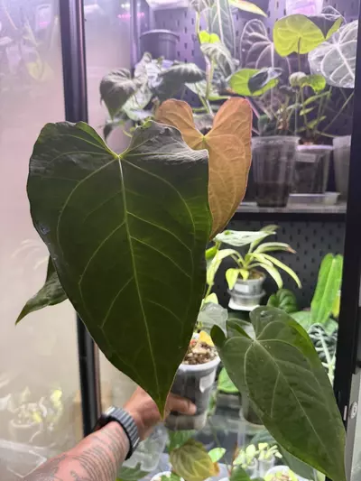 plant/Anthurium Magnificum x Regale.-0-thumbnail