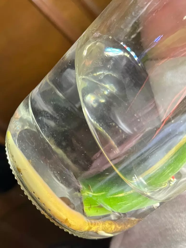 plant/Monstera Thai Constellation XL top cut-5