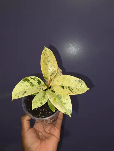 plant/Ficus Elastica 'Shivereana'-0-thumbnail