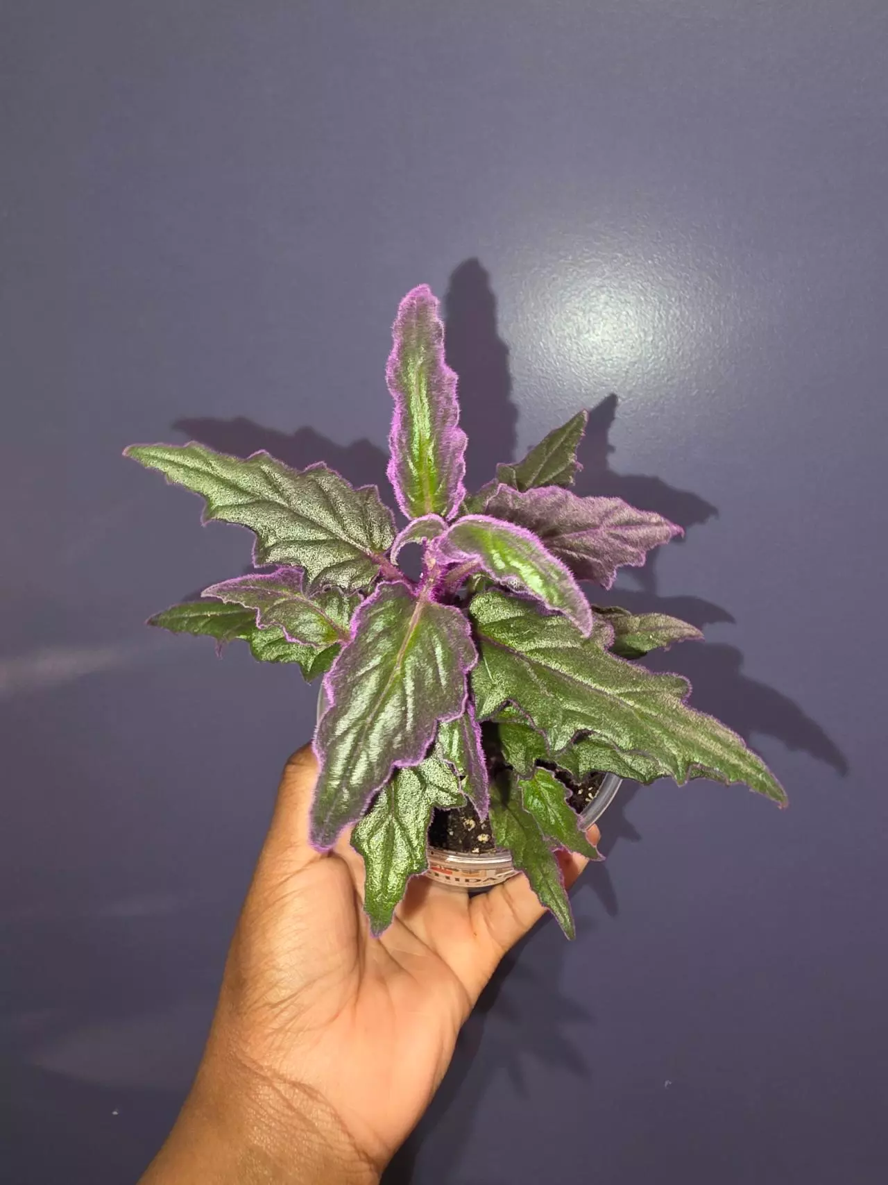 plant/Gynura Aurentiaca 'Purple Passion'-0