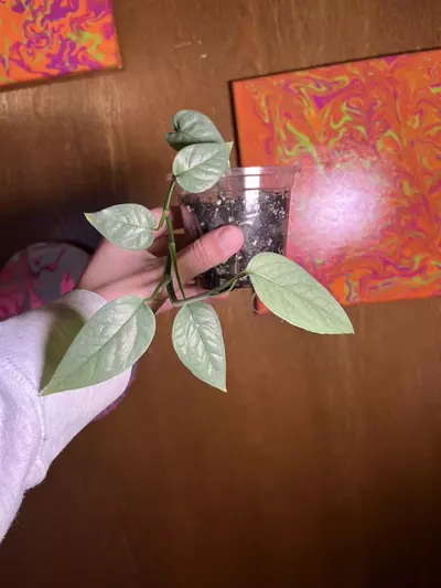 plant/Cebu Blue Pothos add on-0-thumbnail
