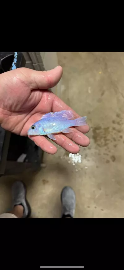 plant/White knight 4”(NOT EXACT FISH)-0-thumbnail