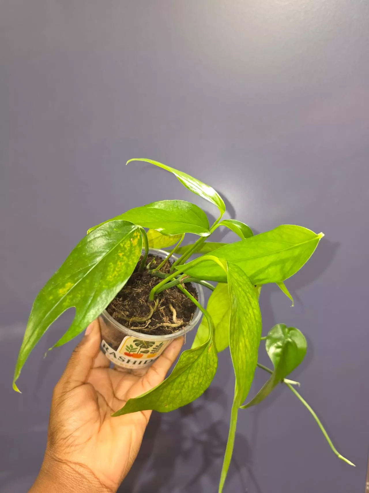 plant/Epipremnum Pinnatum 'Baltic Blue'-0