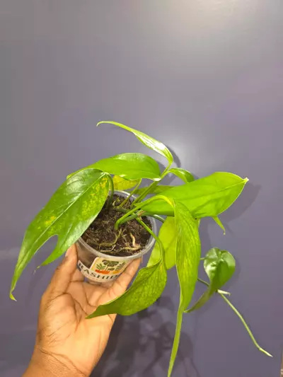 plant/Epipremnum Pinnatum 'Baltic Blue'-0-thumbnail