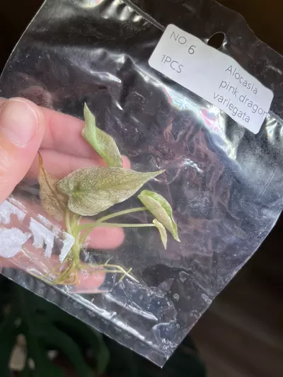 plant/Alocasia Pink Dragon Stardust TC-0-thumbnail