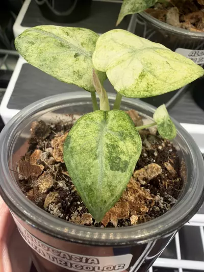 plant/Alocasia Ninja Tricolor Pup #1-3-thumbnail