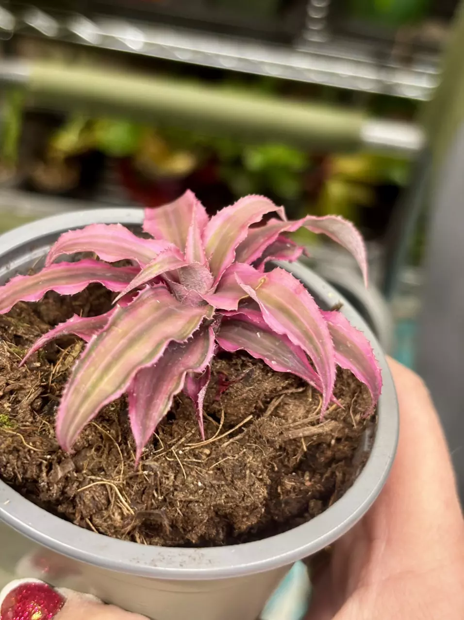 plant/Pink Star' Earth Star bromeliad, or Cryptanthus 'Pink Starlight'.-3