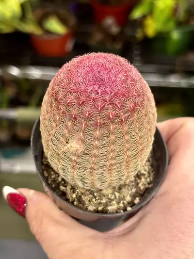 plant/Echinocereus rigidissimus (Rainbow Hedgehog Cactus)-2-thumbnail