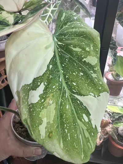 plant/Gloriousum Type 2-4-thumbnail