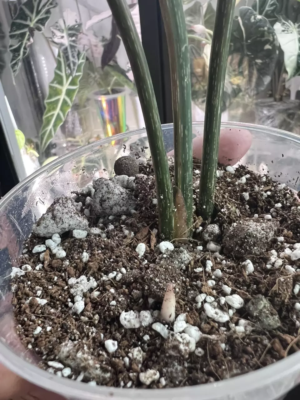 plant/Gloriosum type 2-5