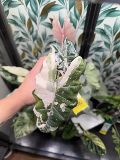 plant/Alocasia Pink/Albo Pseudosanderiana Pup! Read description PLEASE!-5-thumbnail
