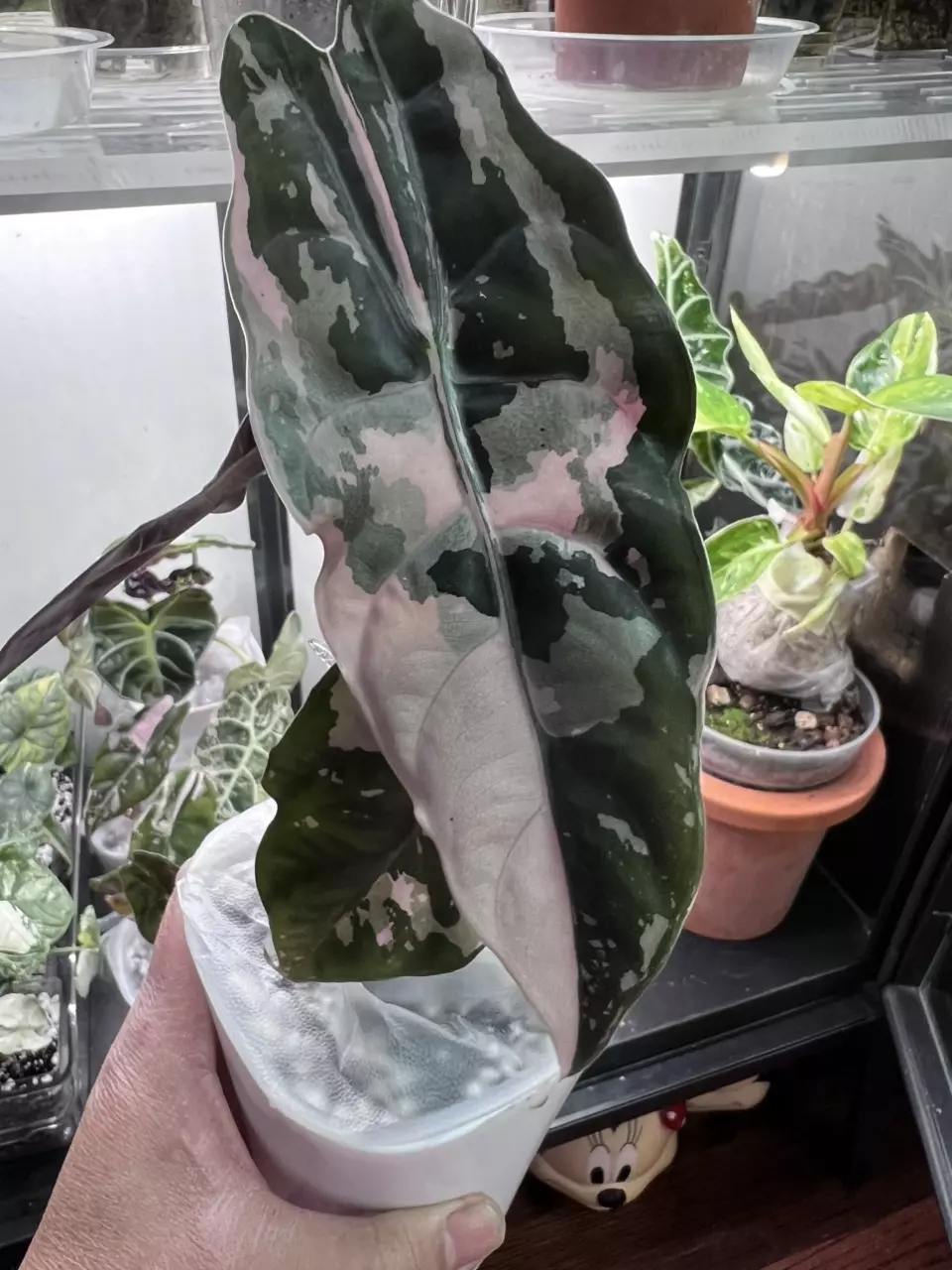 plant/6 Bundle deal corms-2