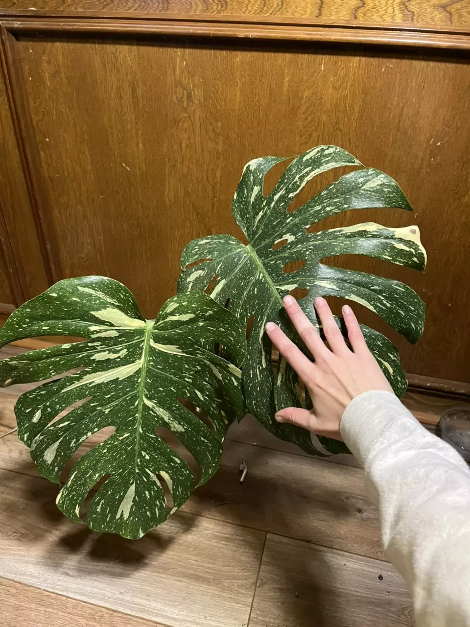 plant/Monstera Thai Constellation XL top cut-1