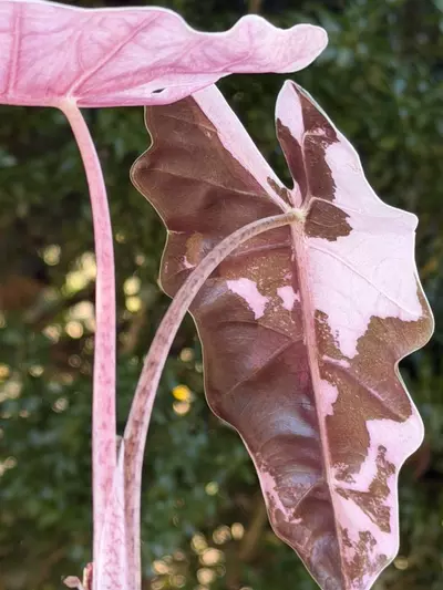 plant/Alocasia Pink/Albo Pseudosanderiana Pup! Read description PLEASE!-7-thumbnail