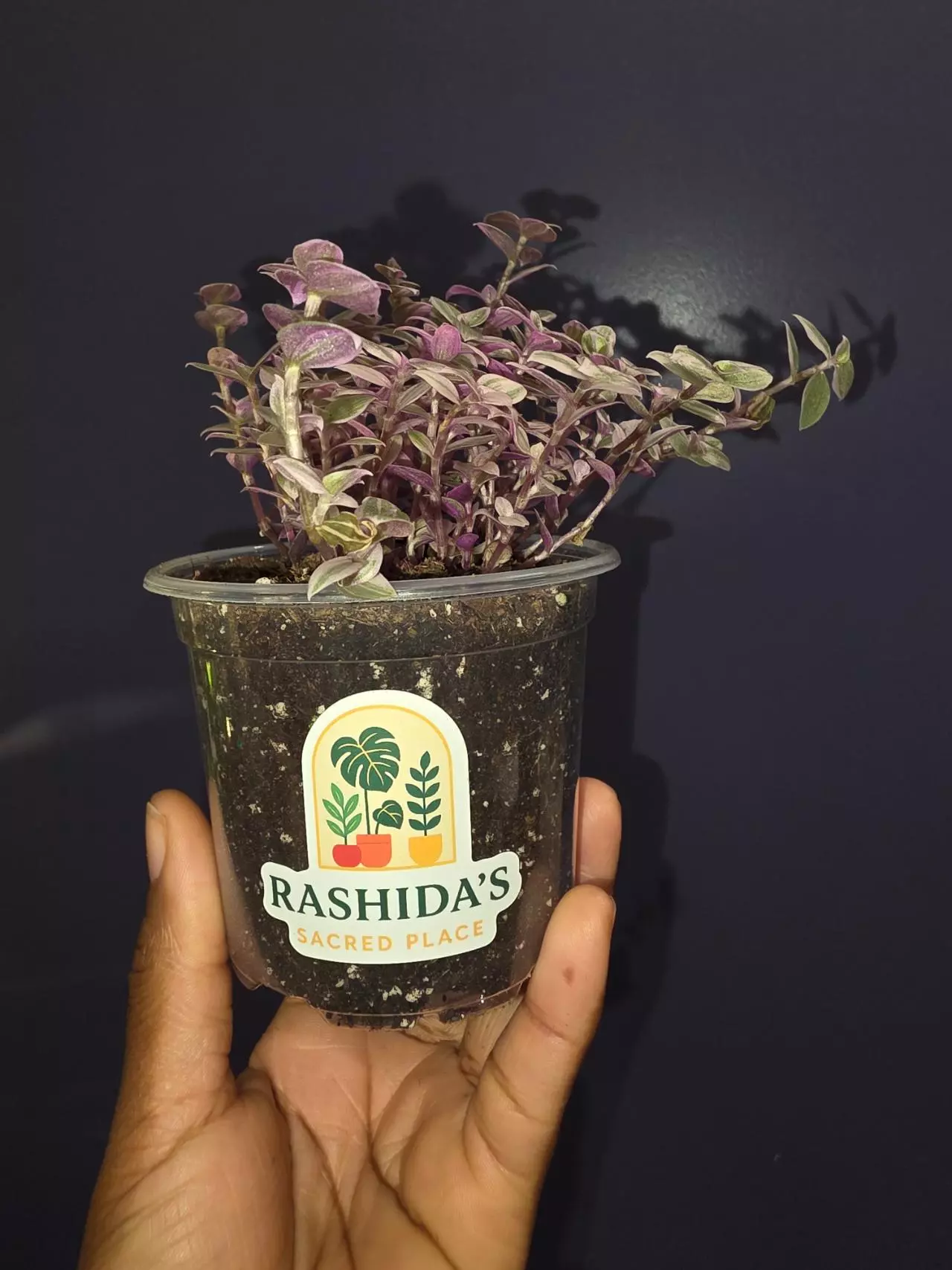 plant/Callisia Repens 'Pink Panther'-1