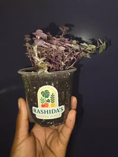 plant/Callisia Repens 'Pink Panther'-1-thumbnail