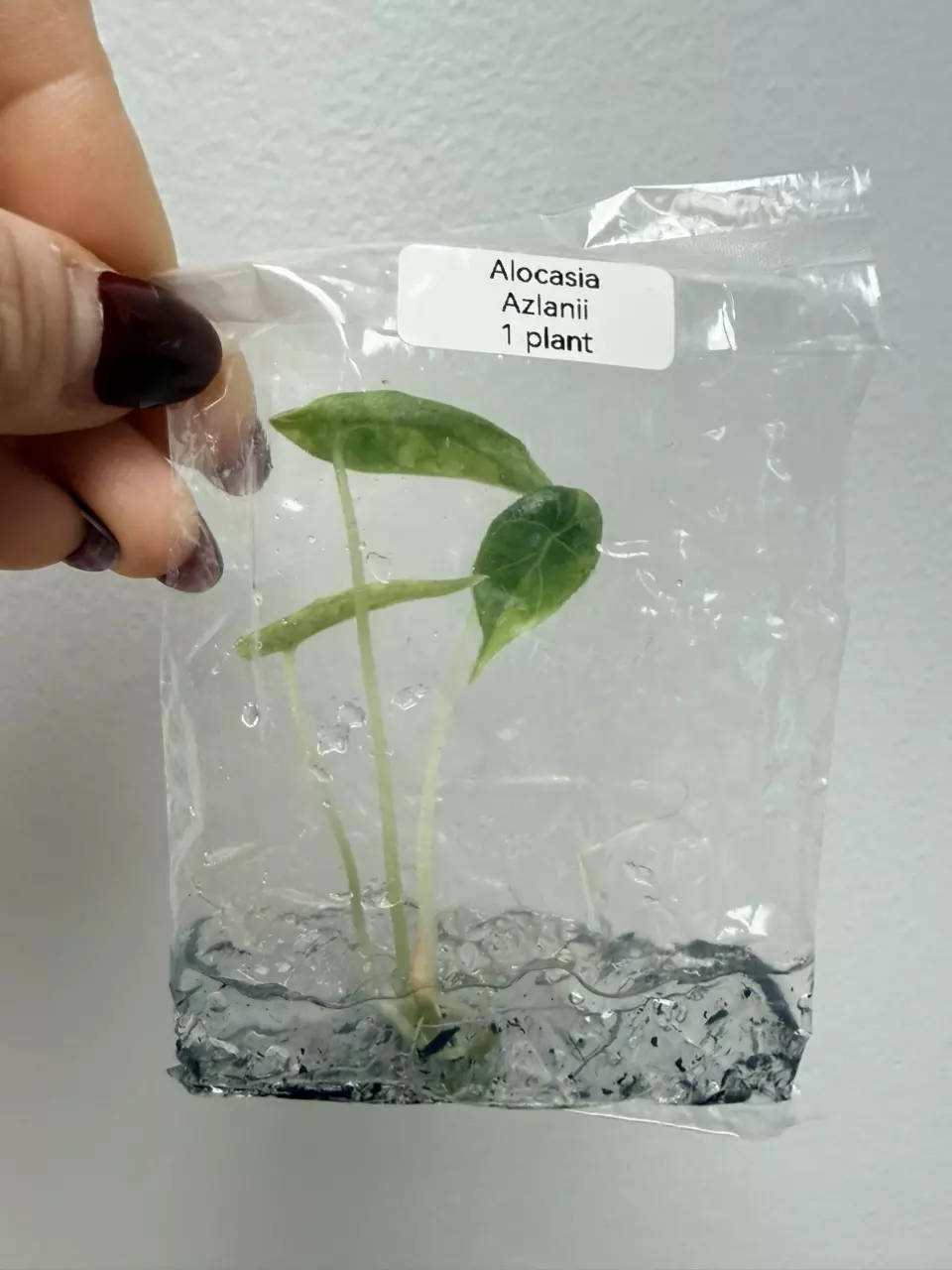 plant/RTC403 - Alocasia brancifolia Albo pink + free (train special!)-3