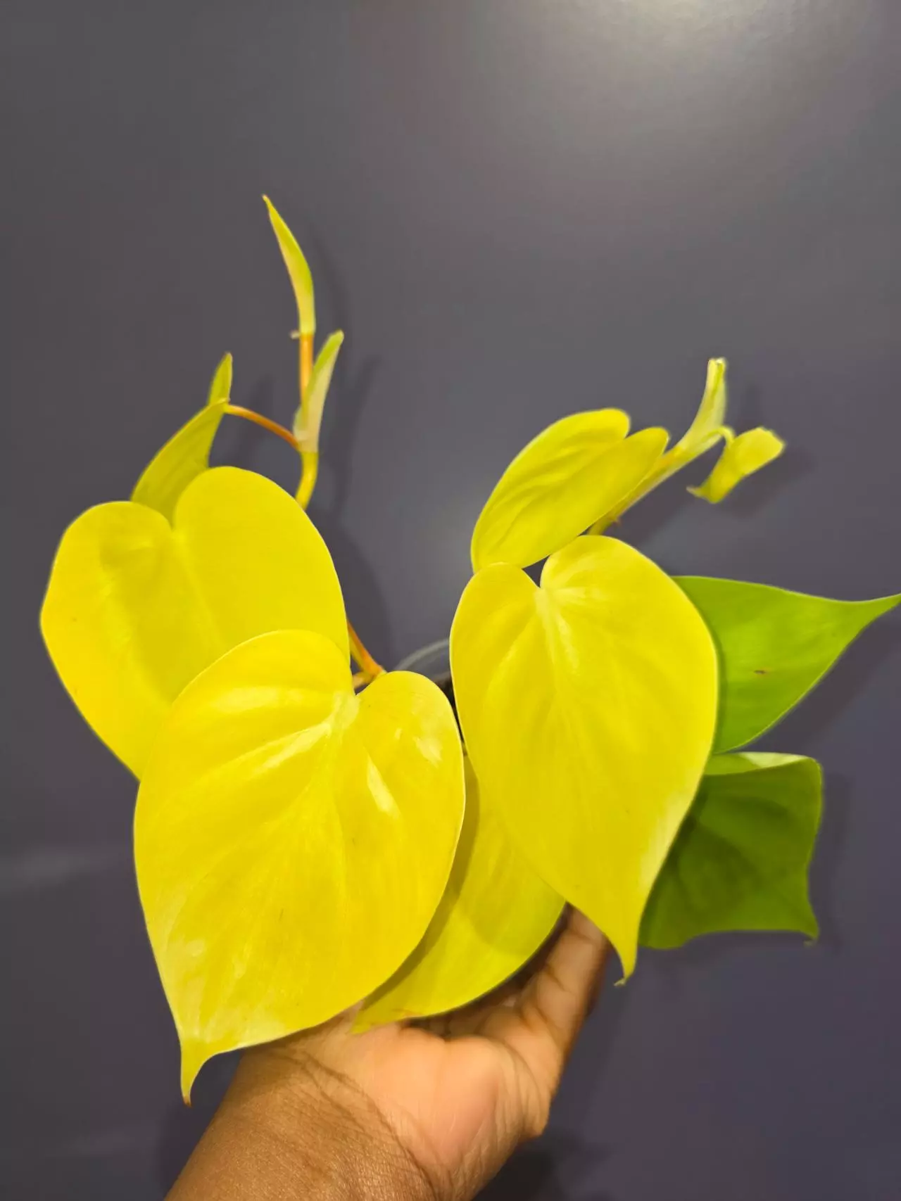 plant/Philodendron Hederaceum Aureum ‘Lemon Chartreuse’-0