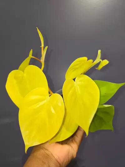 plant/Philodendron Hederaceum Aureum ‘Lemon Chartreuse’-0-thumbnail