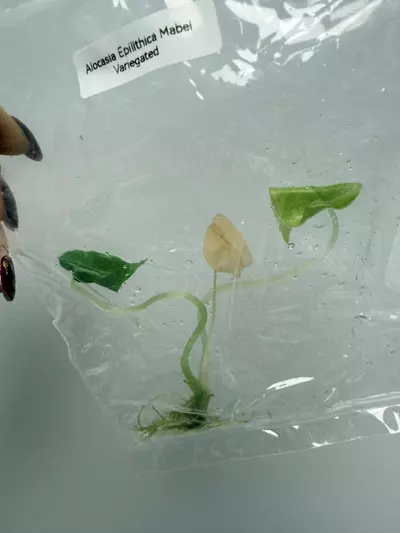 plant/RTC403 - Alocasia brancifolia Albo pink + free (train special!)-2-thumbnail