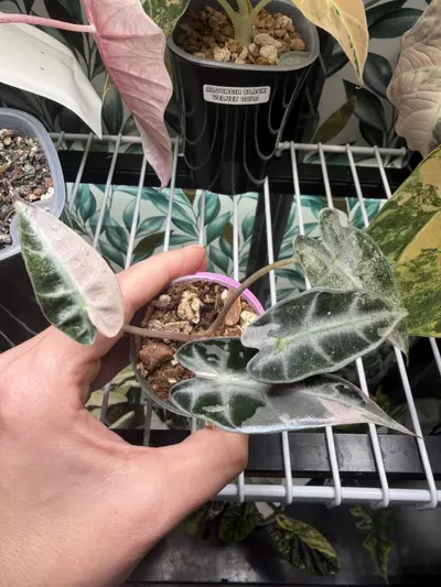 plant/Alocasia Pink Bambino Pup!-0-thumbnail