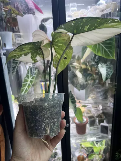 plant/Gloriosum type 2-4-thumbnail