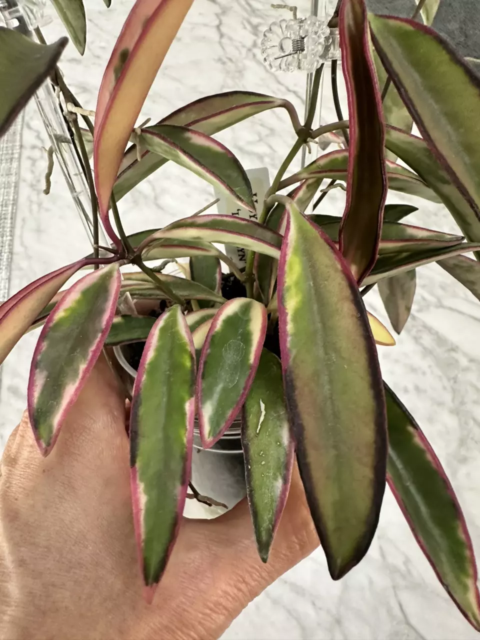 plant/0071 Hoya Lori Lyn-1