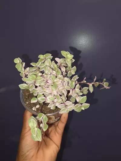 plant/Callisia Repens 'Pink Panther'-0-thumbnail