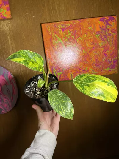 plant/Philodendron Green Congo Nuclear 4”-1-thumbnail