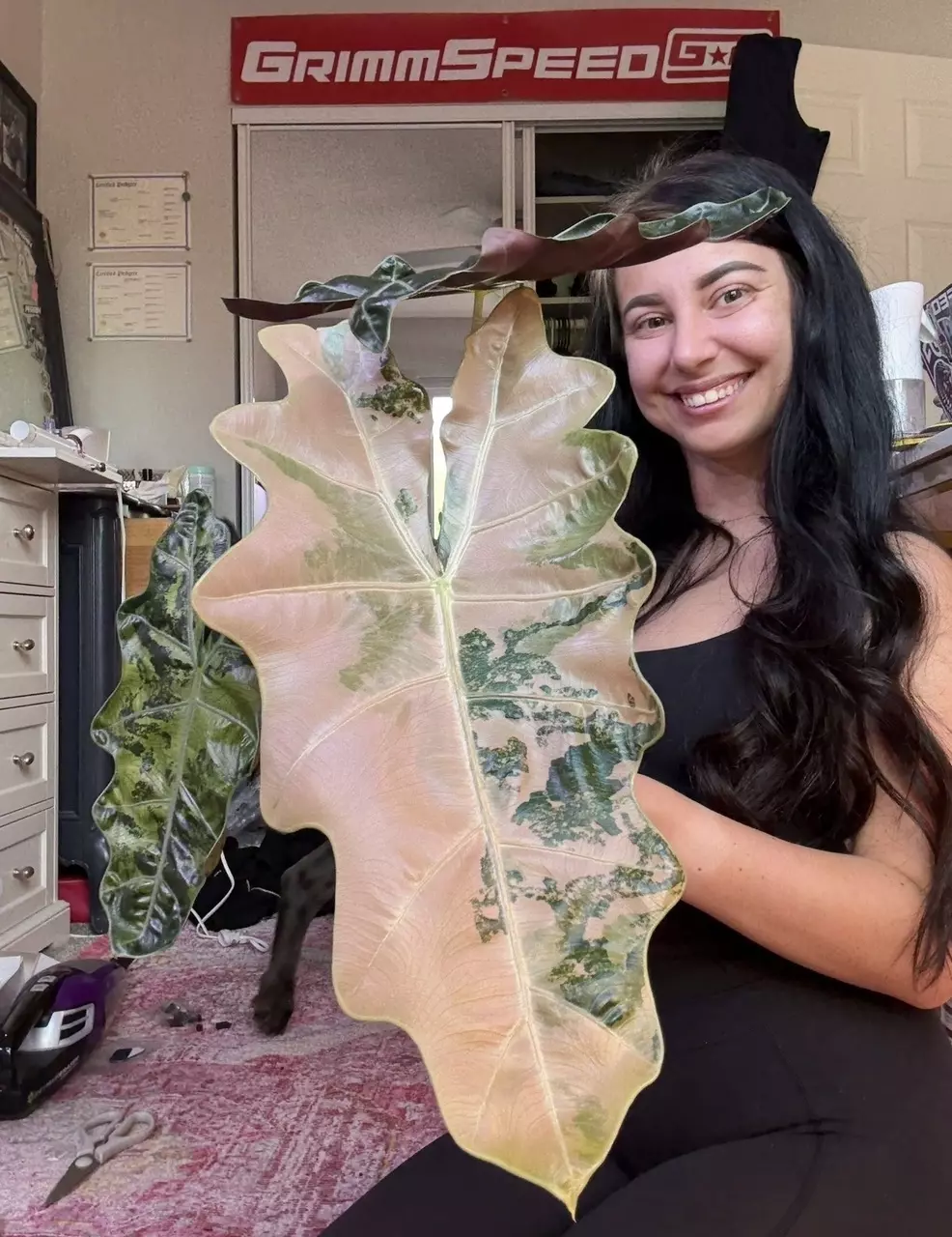 plant/Alocasia Pink/Albo Pseudosanderiana Pup! Read description PLEASE!-8