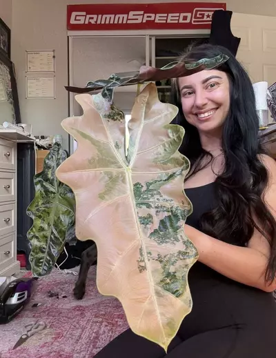 plant/Alocasia Pink/Albo Pseudosanderiana Pup! Read description PLEASE!-8-thumbnail