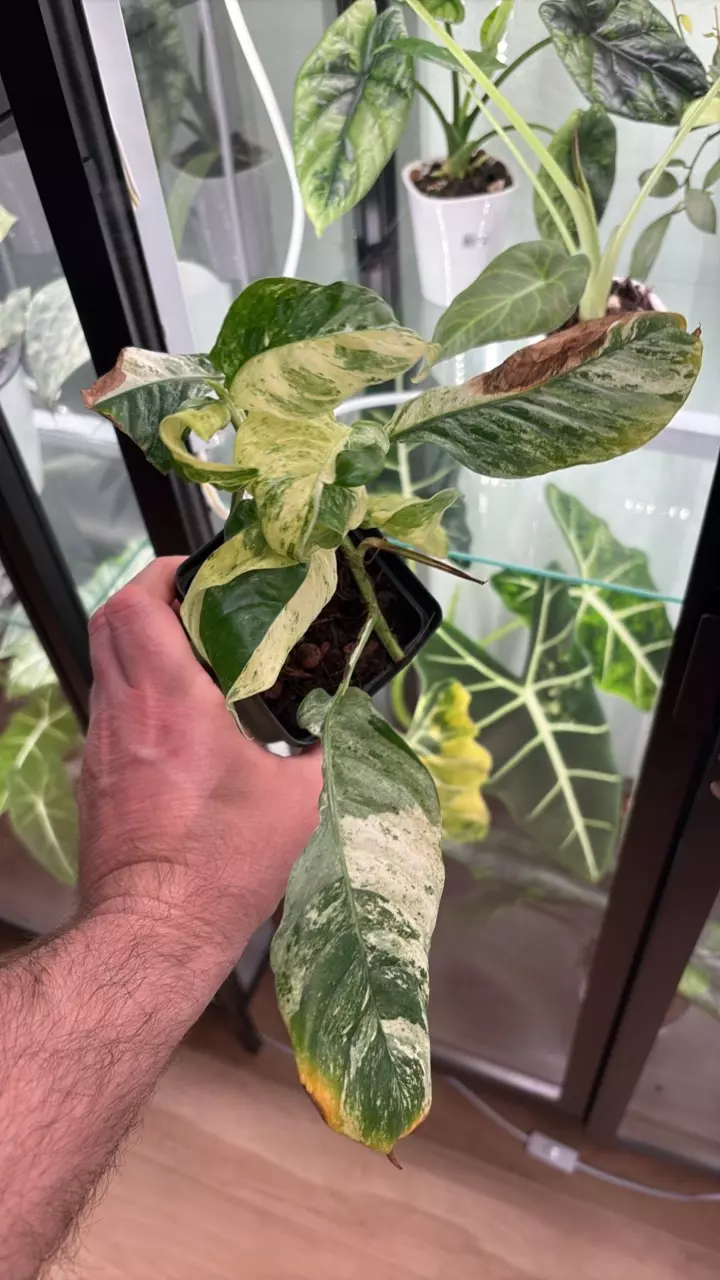 plant/Monstera Puberula Var 1214-0