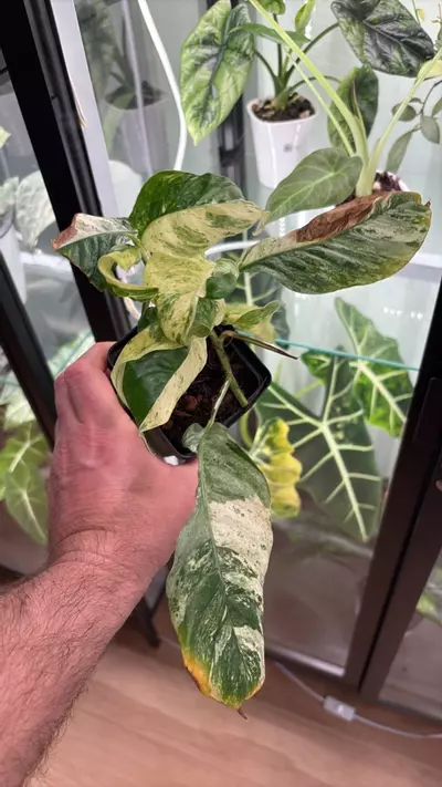 plant/Monstera Puberula Var 1214-0-thumbnail