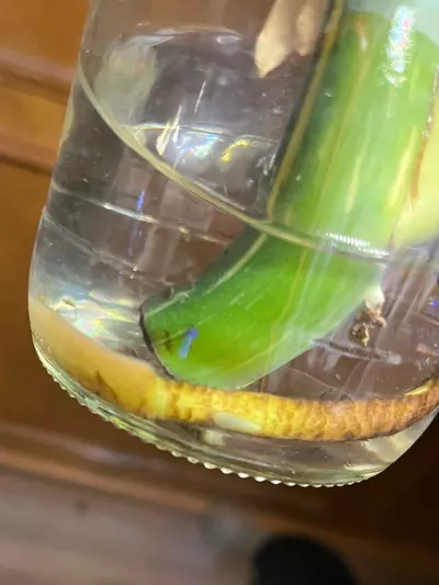 plant/Monstera Thai Constellation XL top cut-4-thumbnail