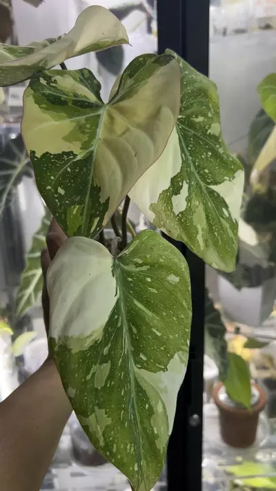 plant/Gloriousum Type 2-2-thumbnail