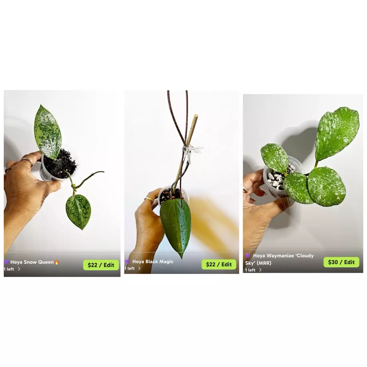 plant/🫶🏼✨RESERVED✨🫶🏼-0