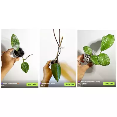 plant/🫶🏼✨RESERVED✨🫶🏼-0-thumbnail
